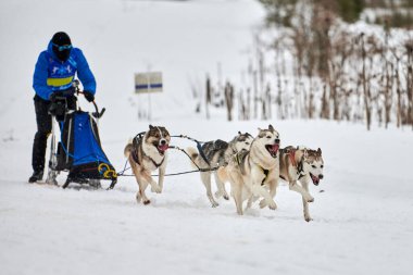 Husky kızak köpek yarışı. Kış köpeği kızak takımı yarışması. Sibirya köpekleri musher ile kızak çeker. Karlı ülkeyi baştan başa geçen yolda etkin çalışma