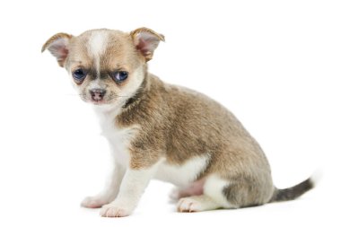 Çivava yavruları, izole edilmiş. Beyaz arka planda küçük şirin bir köpek. Köpek barınağı yavrusu. Kısa saçlı chihuahua köpek cinsi, stüdyo çekimi..