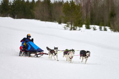 Husky kızak köpek yarışı. Kış köpeği kızak takımı yarışması. Sibirya köpekleri musher ile kızak çeker. Karlı ülkeyi baştan başa geçen yolda etkin çalışma
