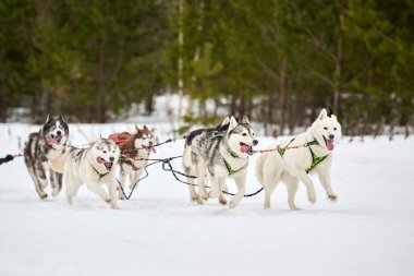 Husky kızak köpek yarışı. Kış köpeği kızak takımı yarışması. Sibirya köpekleri musher ile kızak çeker. Karlı ülkeyi baştan başa geçen yolda etkin çalışma
