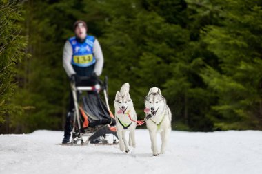 Husky kızak köpek yarışı. Kış köpeği kızak takımı yarışması. Sibirya köpekleri musher ile kızak çeker. Karlı ülkeyi baştan başa geçen yolda etkin çalışma