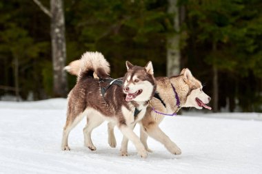Husky kızak köpek yarışı. Kış köpeği kızak takımı yarışması. Sibirya köpekleri musher ile kızak çeker. Karlı ülkeyi baştan başa geçen yolda etkin çalışma