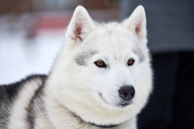 Husky kızak köpek suratı, kış geçmişi. Sibirya Husky köpeği, açık havada ağızlık portresi yapıyor. Yarıştan önce yürüyüş yapan güzel bir hayvan..