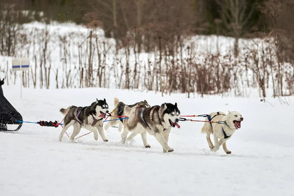 Running Husky dog on sled dog racing. Winter dog sport sled team competition. Siberian husky dog in harness pull skier or sled with musher. Active running on snowy cross country track road