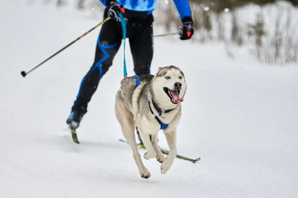 Kayak yapan köpek yarışı. Kış köpek sporları yarışması. Sibirya Husky köpeği kayakçıyı çekiyor. Karlı kros yolunda aktif kayak
