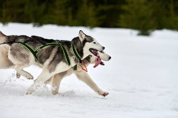 そり犬のレースでハスキー犬を実行しています 冬の犬スポーツそりチーム競争 ハーネスのシベリアのハスキー犬は スキーヤーを引っ張ったり 泥でそります 積極的に雪上クロスカントリートラック道路上で実行 — ストック写真