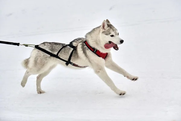 Kızaklı Köpek Yarışında Koşan Husky Köpeği Kış Köpeği Kızak Takımı — Stok fotoğraf