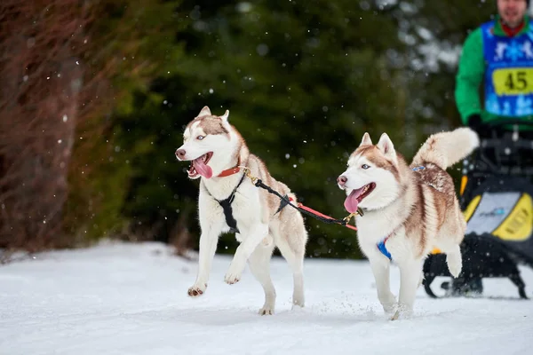 Husky kızak köpek yarışı. Kış köpeği kızak takımı yarışması. Sibirya köpekleri musher ile kızak çeker. Karlı ülkeyi baştan başa geçen yolda etkin çalışma