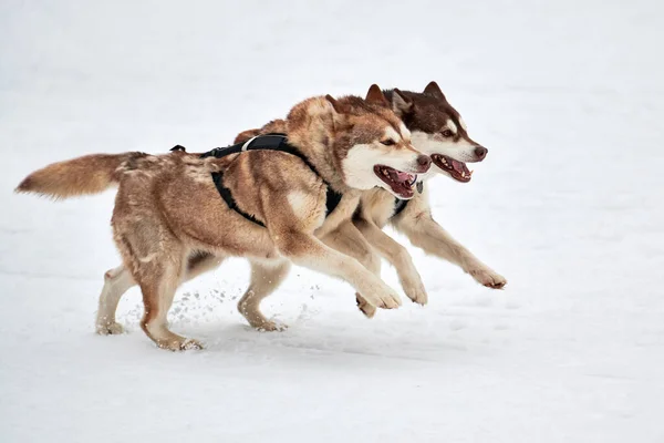 Running Husky dog on sled dog racing. Winter dog sport sled team competition. Siberian husky dog in harness pull skier or sled with musher. Active running on snowy cross country track road