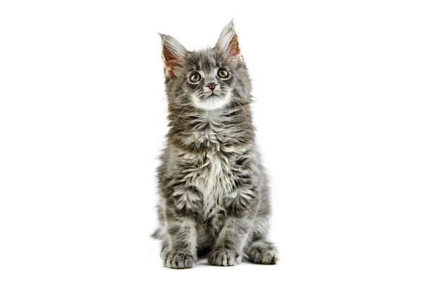 Hlavní Mývalí Kotě Izolované Roztomilý Maine Coon Kočka Bílém Pozadí — Stock fotografie