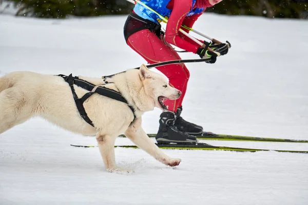 Skijoring Dog Racing Zimní Psí Sportovní Soutěž Sibiřský Husky Pes — Stock fotografie