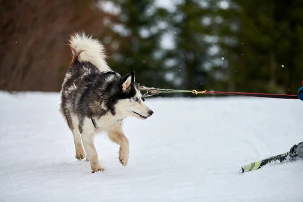 Laufen Husky Hund Auf Schlittenhund Rennen Wintersport Hundeschlitten Teamwettbewerb Sibirische — Stockfoto