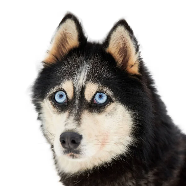 Faccia Buffa Husky Con Grandi Occhi Sorpresi Isolato Carino Sguardo — Foto Stock