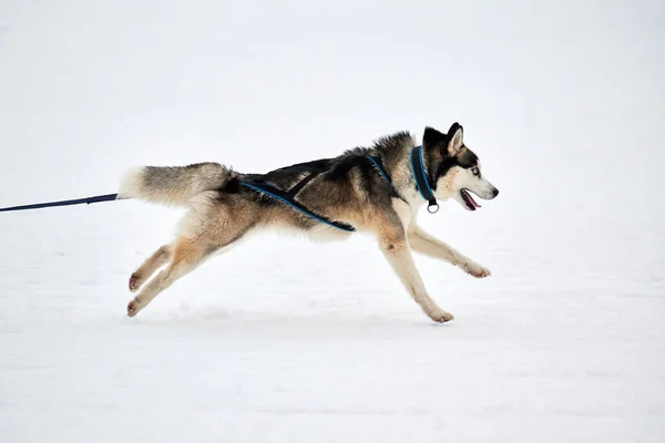 Correndo Husky Cão Corridas Trenó Cão Inverno Cão Esporte Trenó — Fotografia de Stock