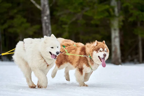 Correr Husky Samoyed Perro Trineo Carrera Perros Invierno Perro Deporte — Foto de Stock