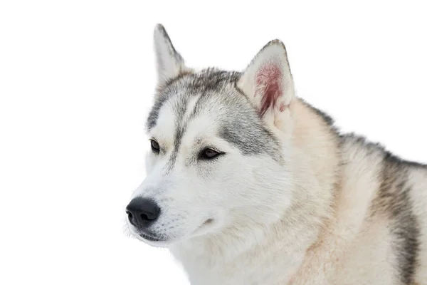 Faccia Cane Slitta Robusta Isolato Siberiano Husky Cane Razza Sfondo — Foto Stock