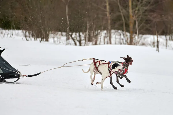 Running Pointer dog on sled dog racing. Winter dog sport sled team competition. English pointer dog in harness pull skier or sled with musher. Active running on snowy cross country track road