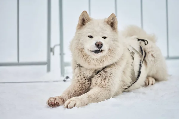 ハスキーそり犬の顔 冬の背景 シベリアのハスキー犬は屋外の銃口肖像画を繁殖させる レースの競争の前に歩く美しい面白いペット — ストック写真