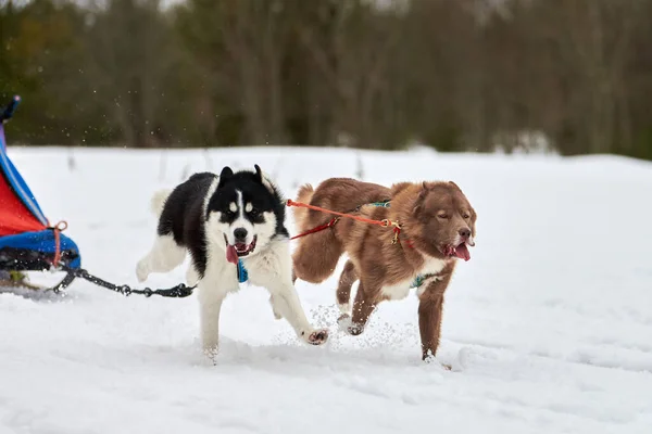 Correre Husky Cane Slitta Cane Corsa Sport Invernali Cane Slitta — Foto Stock