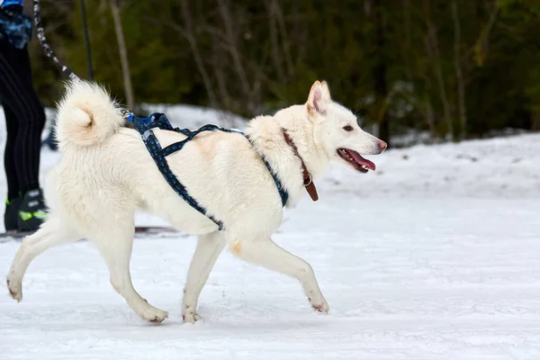 Skijoring dog racing. Winter dog sport competition. Siberian husky dog pulls skier. Active skiing on snowy cross country track road