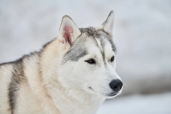 Husky Szánkó Kutya Arc Téli Háttér Szibériai Husky Kutya Fajta — Stock Fotó