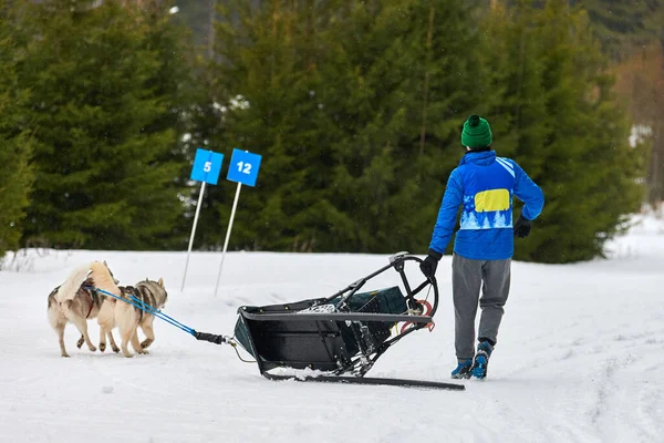 Husky sled dog racing. Musher falls off sled. Winter dog sport sled team competition. Siberian husky dogs pull sled with musher. Active running on snowy cross country track road