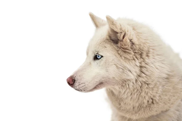 Husky Sled Dog Face Isolated Siberian Husky Dog Breed White — Stock Photo, Image