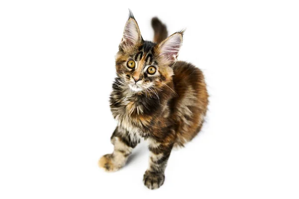 Tortoiseshell Maine Coon Kitten Isolado Gato Maine Casulo Bonito Fundo — Fotografia de Stock