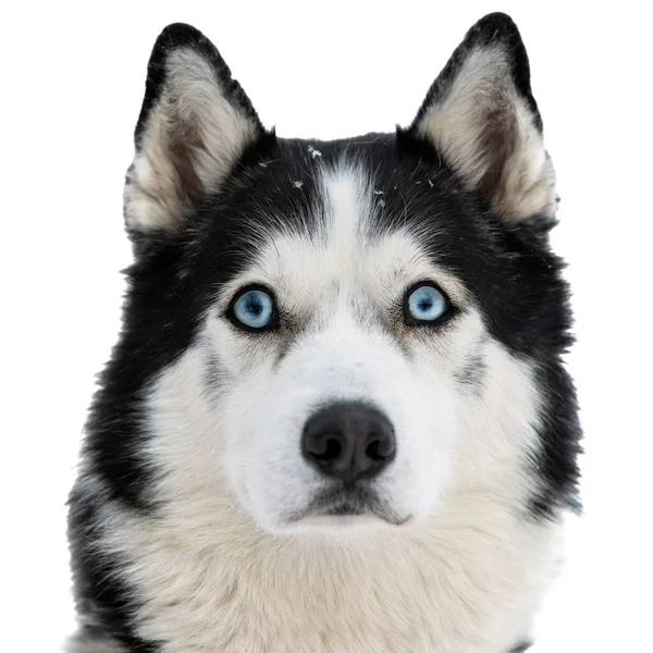 Faccia Buffa Husky Con Grandi Occhi Sorpresi Isolato Carino Sguardo — Foto Stock