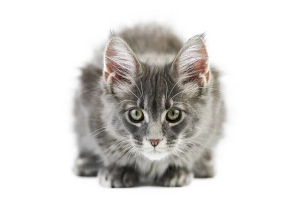 Maine Coon Kitten Geïsoleerd Leuke Maine Coon Kat Witte Achtergrond — Stockfoto