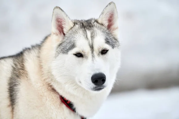 厚脸皮的雪橇狗脸 冬季背景 西伯利亚哈士奇犬繁殖户外口罩肖像 赛前散步的可爱宠物 — 图库照片