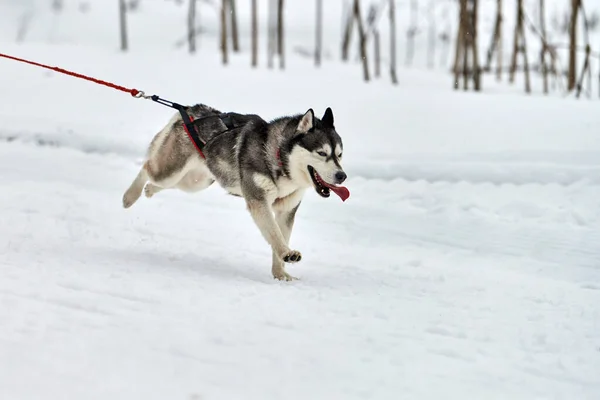 在雪橇上跑步的哈士奇犬赛狗 冬季狗类运动雪橇团体赛 西伯利亚哈士奇犬 系着安全带 拉着滑雪板或雪橇与麝香 在多雪的越野径道上积极奔跑 — 图库照片