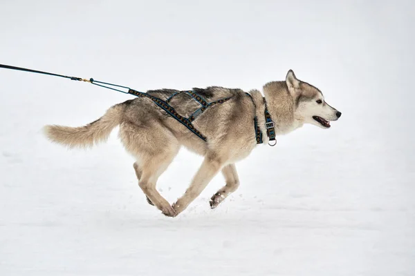 Running Husky dog on sled dog racing. Winter dog sport sled team competition. Siberian husky dog in harness pull skier or sled with musher. Active running on snowy cross country track road