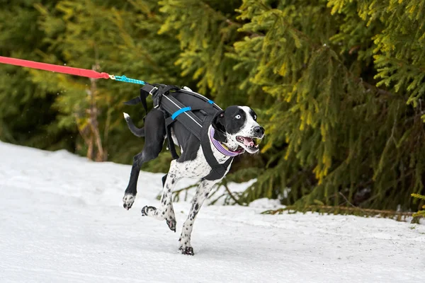 Běžící Pointer Dog Sáňkách Psích Dostihů Zimní Psí Sportovní Spřežení — Stock fotografie