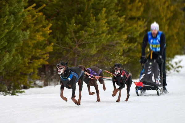 Husky Sling Dog Racing Zimní Psí Sportovní Spřežení Dobermanští Psi — Stock fotografie