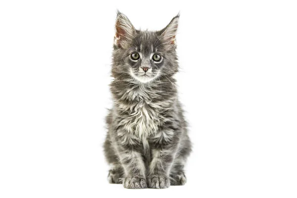 Maine Coon Kitten Isolado Gato Maine Casulo Bonito Fundo Branco — Fotografia de Stock