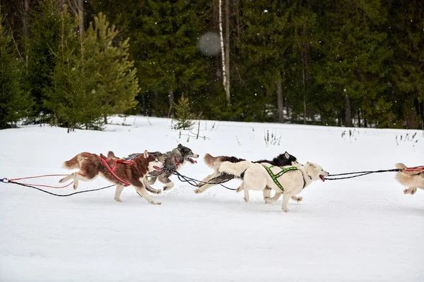 Běh Husky Pes Sáňkách Psích Závodů Zimní Psí Sportovní Spřežení — Stock fotografie