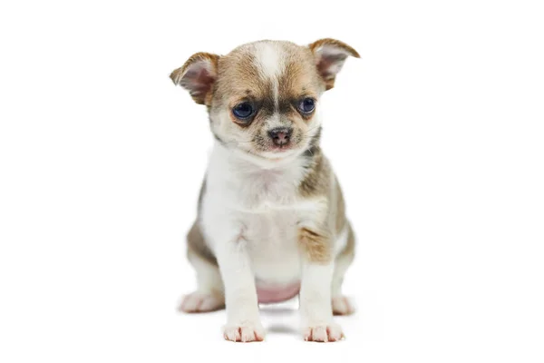 Cachorros Chihuahua Isolados Pequeno Cão Bonito Fundo Branco Cachorro Abrigo — Fotografia de Stock