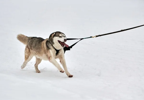 そり犬のレースでハスキー犬を実行しています 冬の犬スポーツそりチーム競争 ハーネスのシベリアのハスキー犬は スキーヤーを引っ張ったり 泥でそります 積極的に雪上クロスカントリートラック道路上で実行 — ストック写真