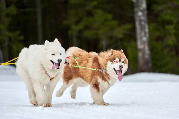 Correr Husky Samoyed Perro Trineo Carrera Perros Invierno Perro Deporte — Foto de Stock