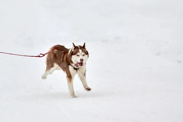 Τρέχοντας Husky Σκυλί Για Έλκηθρο Αγωνιστικά Σκυλιών Χειμερινός Διαγωνισμός Έλκηθρου — Φωτογραφία Αρχείου