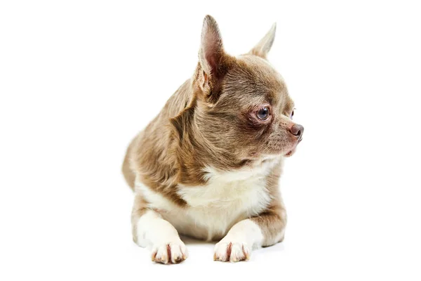 Erwachsener Chihuahua Hund Isoliert Kleine Niedliche Hündin Auf Weißem Hintergrund — Stockfoto