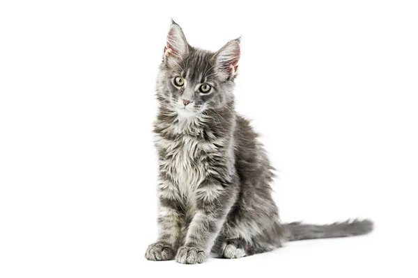 Maine Coon Kitten Isolado Gato Maine Casulo Bonito Fundo Branco — Fotografia de Stock