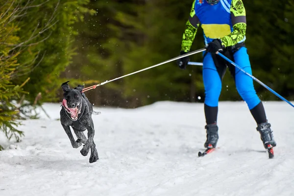 Skijoring Dog Racing Zimní Psí Sportovní Soutěž Pointer Dog Táhne — Stock fotografie