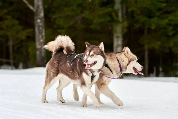 犬ぞりレースだ 冬の犬スポーツそりチーム競争 シベリアのハスキー犬は草むらでそりを引く 積極的に雪上クロスカントリートラック道路上で実行 — ストック写真