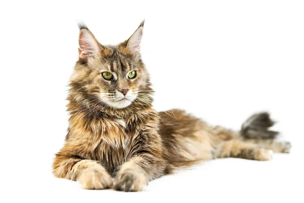 Erwachsene Maine Coon Katze Isoliert Niedliche Schildpatt Maine Coon Katze — Stockfoto