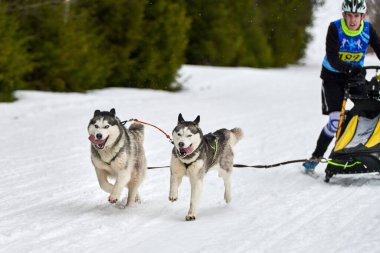 VERKHOSHIZHEMYE, RUSSIA - 03.07.2020 Husky kızak köpek yarışı. Koltco Fortuny - Kış Köpeği Kızak Takım Yarışması. Sibirya köpekleri musher ile kızak çeker. Karlı yolda etkin çalışan
