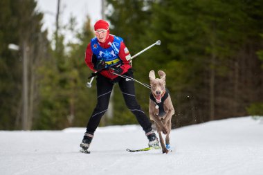 VERKHOSHIZHEMYE, RUSSIA - 03.07.2020 - Kayak köpek yarışı. Koltco Fortuny - Kış Köpeği Spor Yarışması. Sivri köpek kayakçıyı çekiyor. Karlı kros yolunda aktif kayak