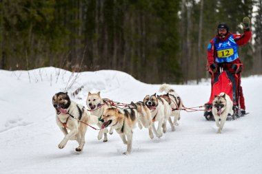 VERKHOSHIZHEMYE, RUSSIA - 03.08.2020 Husky kızak köpek yarışı. Koltco Fortuny - Kış Köpeği Kızak Takım Yarışması. Sibirya köpekleri musher ile kızak çeker. Karlı yolda etkin çalışan