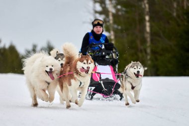 VERKHOSHIZHEMYE, RUSSIA - 03.08.2020 Husky kızak köpek yarışı. Koltco Fortuny - Kış Köpeği Kızak Takım Yarışması. Sibirya köpekleri musher ile kızak çeker. Karlı yolda etkin çalışan